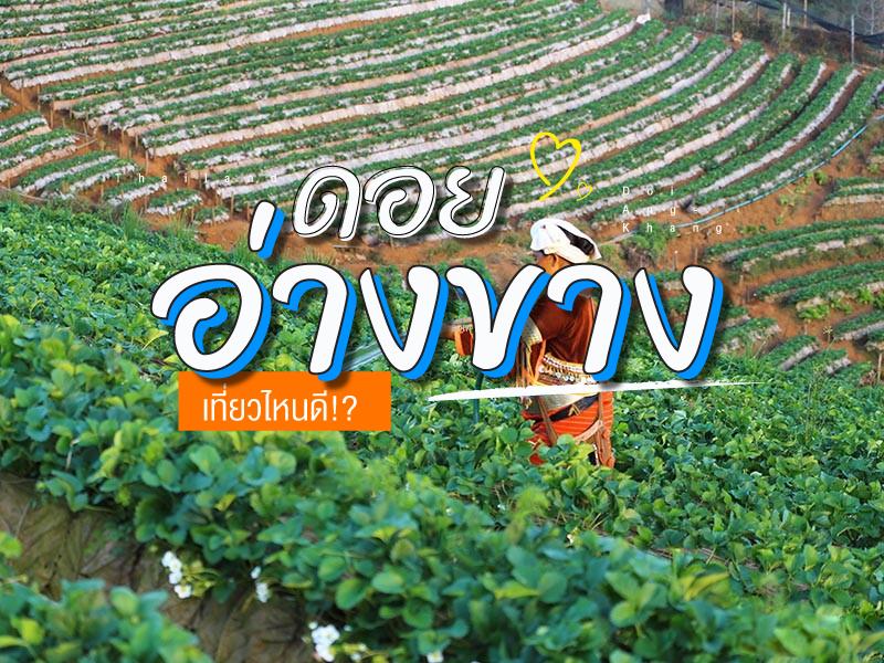ดอยอ่างขาง เที่ยวและพักไหนดี
